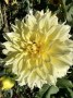 Dahlia Dinnerplate Yellow